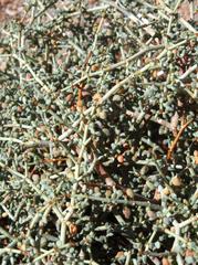 Tetraena retrofracta