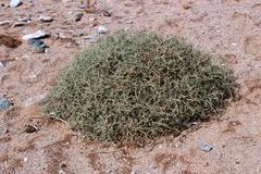 Tetraena retrofracta