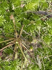 Drosera intermedia
