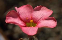 Oxalis convexula