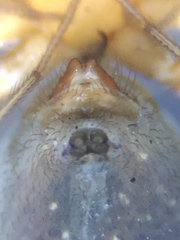 Psilochorus rockefelleri