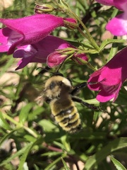 Bombus