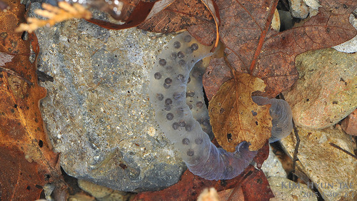 Hynobius notialis