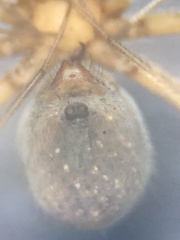 Psilochorus rockefelleri