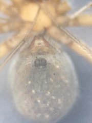 Psilochorus rockefelleri