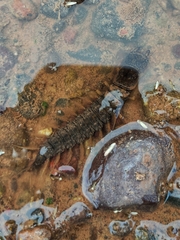 Corydalus bidenticulatus