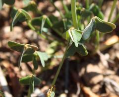 Oxalis pes-caprae pes-caprae