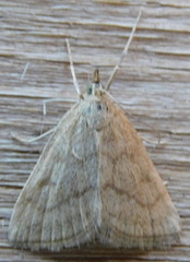 Psammotis pulveralis