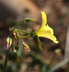 Oxalis pes-caprae pes-caprae