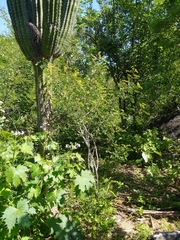 Senna villosa