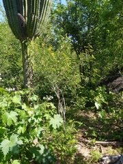 Senna villosa