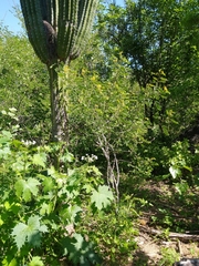 Senna villosa