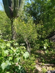 Senna villosa