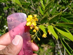 Senna villosa