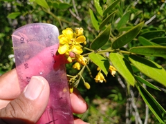 Senna villosa