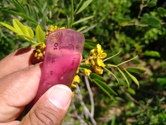 Senna villosa