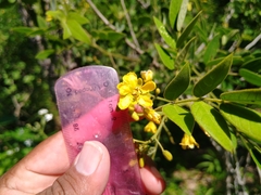 Senna villosa