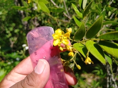 Senna villosa