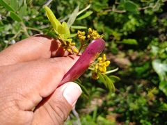 Senna villosa
