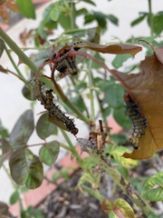 Oedemasia concinna