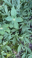 Euphorbia heterophylla image