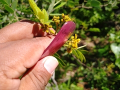 Senna villosa
