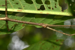 Phanocloidea muricata