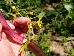 Senna villosa