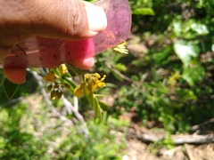 Senna villosa