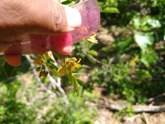 Senna villosa