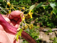 Senna villosa