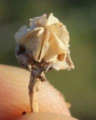 Mesembryanthemum aitonis