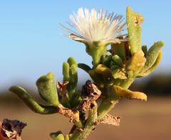 Mesembryanthemum aitonis