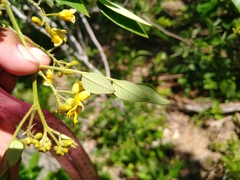 Senna villosa
