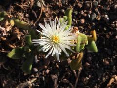 Mesembryanthemum aitonis