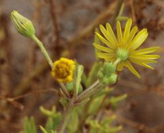 Osteospermum microcarpum