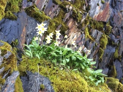 Erythronium multiscapideum