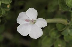 Barleria heterotricha