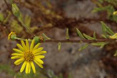Osteospermum microcarpum