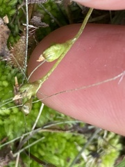 Drosera intermedia
