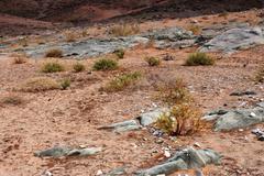 Osteospermum microcarpum