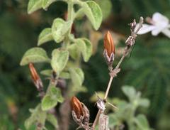 Barleria heterotricha