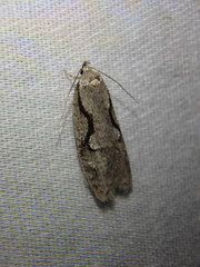 Semioscopis packardella