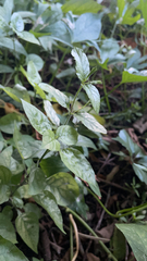 Ruellia ciliatiflora