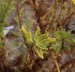 Osteospermum microcarpum