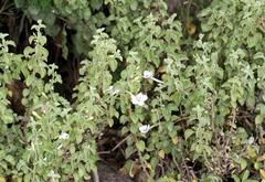 Barleria heterotricha
