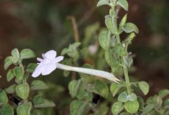 Barleria heterotricha