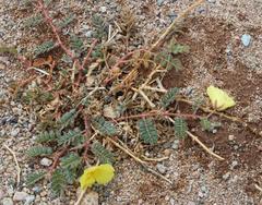 Tribulus cristatus