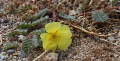 Tribulus cristatus
