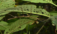 Phanocloidea muricata